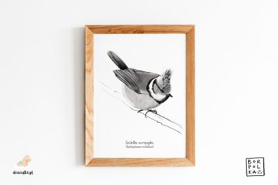 crested tit drawing - artistic poster