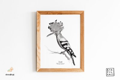 hoopoe drawing - artistic poster
