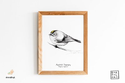 drawing goldcrest - artistic poster