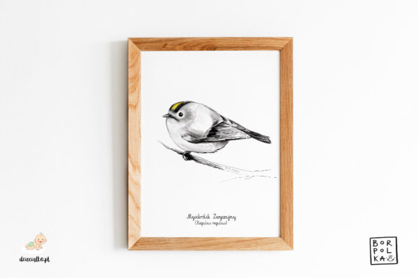 drawing goldcrest - artistic poster