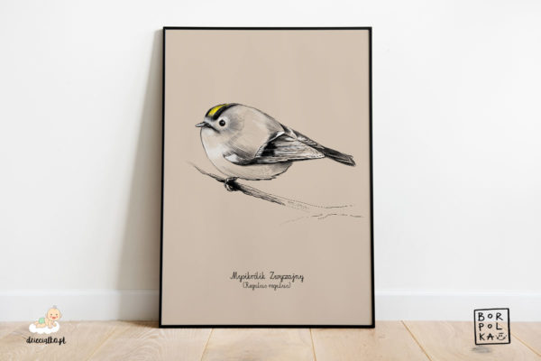 drawing goldcrest - artistic poster